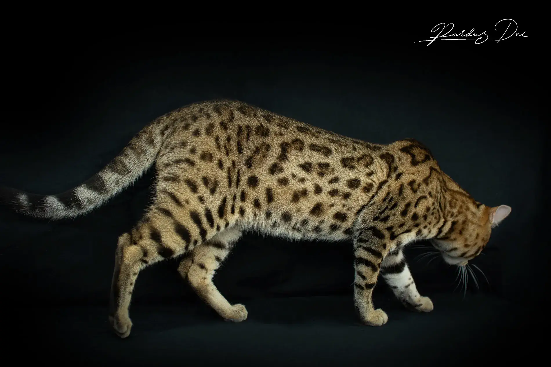 chaton bengal